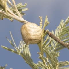 Mantidae - egg case (family) at Belconnen, ACT - 24 Feb 2023 08:51 AM