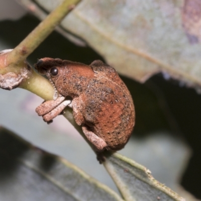 Gonipterus sp. (genus) (Eucalyptus Weevil) at Weetangera, ACT - 24 Feb 2023 by AlisonMilton