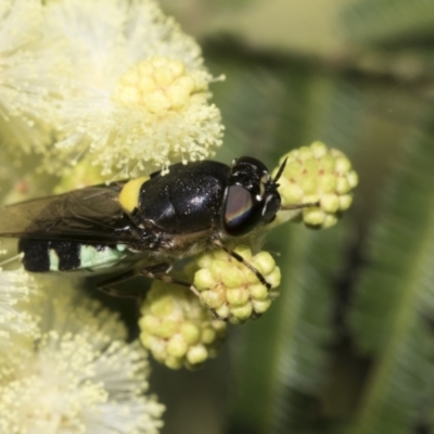 Odontomyia hunteri (Soldier fly) at Higgins, ACT - 28 Nov 2022 by AlisonMilton