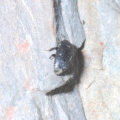 Nitidulidae sp. (family) at Cavan, NSW - 30 Sep 2023