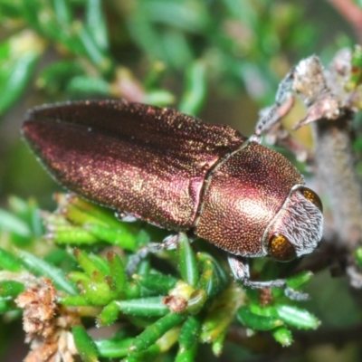 Melobasis propinqua (Propinqua jewel beetle) at Canberra Central, ACT - 1 Oct 2023 by Harrisi