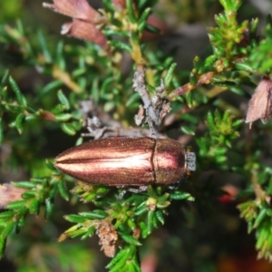 Melobasis propinqua at Canberra Central, ACT - 2 Oct 2023