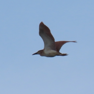 Nycticorax caledonicus (Nankeen Night-Heron) at Jerrabomberra Wetlands - 3 Oct 2023 by RodDeb