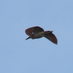 Nycticorax caledonicus at Fyshwick, ACT - 3 Oct 2023