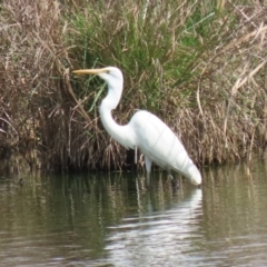 Ardea alba at Fyshwick, ACT - 3 Oct 2023