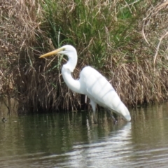 Ardea alba at Fyshwick, ACT - 3 Oct 2023