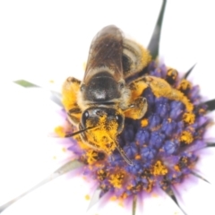 Lasioglossum (Chilalictus) sp. (genus & subgenus) (Halictid bee) at Theodore, ACT - 2 Oct 2023 by Harrisi