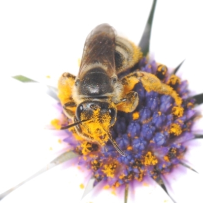 Lasioglossum (Chilalictus) sp. (genus & subgenus) (Halictid bee) at Tuggeranong Hill - 2 Oct 2023 by Harrisi