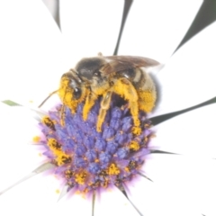 Lasioglossum (Chilalictus) sp. (genus & subgenus) at Theodore, ACT - 2 Oct 2023