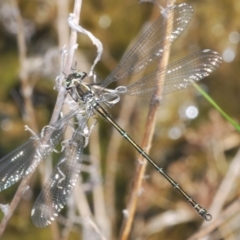 Austroargiolestes icteromelas (Common Flatwing) at Melrose - 2 Oct 2023 by Harrisi