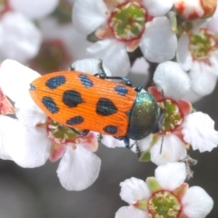 Castiarina octomaculata (A jewel beetle) at Canberra Central, ACT - 3 Oct 2023 by Harrisi