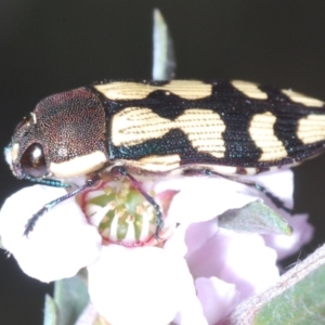 Castiarina decemmaculata at Canberra Central, ACT - 3 Oct 2023