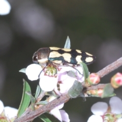 Castiarina decemmaculata at Canberra Central, ACT - 3 Oct 2023