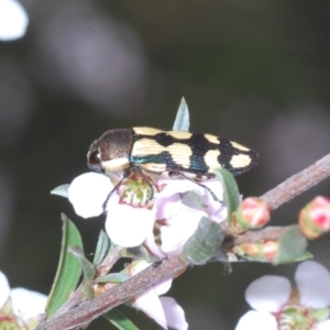 Castiarina decemmaculata at Canberra Central, ACT - 3 Oct 2023