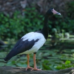 Anseranas semipalmata (Magpie Goose) at Ormiston, QLD - 2 Oct 2023 by TimL