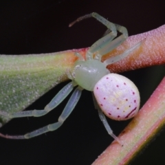 Unidentified Spider (Araneae) at Ormiston, QLD - 2 Oct 2023 by TimL