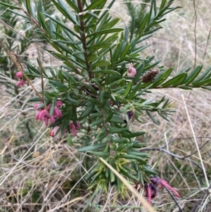 Grevillea sp. at Hackett, ACT - 3 Oct 2023