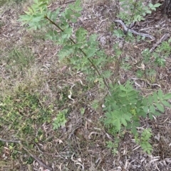 Sorbus domestica (Service Tree) at Hackett, ACT - 3 Oct 2023 by waltraud