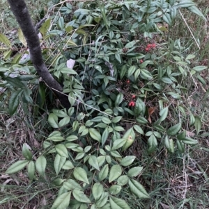 Nandina domestica at Hackett, ACT - 3 Oct 2023 07:10 PM