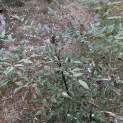 Nandina domestica at Hackett, ACT - 3 Oct 2023