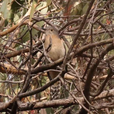 Cacomantis flabelliformis (Fan-tailed Cuckoo) at O'Connor, ACT - 3 Oct 2023 by ConBoekel