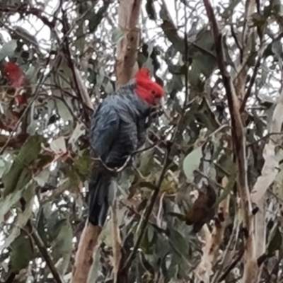 Callocephalon fimbriatum (Gang-gang Cockatoo) at O'Malley, ACT - 4 Oct 2023 by Mike