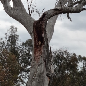 Falco cenchroides at O'Malley, ACT - 4 Oct 2023 07:28 AM