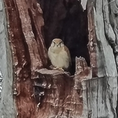 Falco cenchroides at O'Malley, ACT - 4 Oct 2023