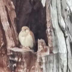 Falco cenchroides at O'Malley, ACT - 4 Oct 2023