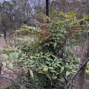 Nandina domestica at Hackett, ACT - 3 Oct 2023