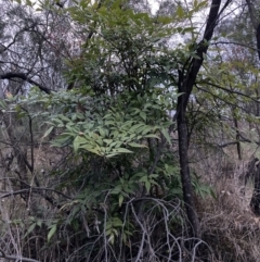 Nandina domestica at Hackett, ACT - 3 Oct 2023