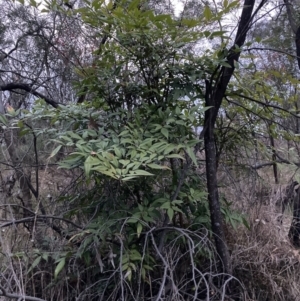 Nandina domestica at Hackett, ACT - 3 Oct 2023