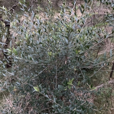 Olea europaea subsp. cuspidata (African Olive) at Hackett, ACT - 3 Oct 2023 by waltraud