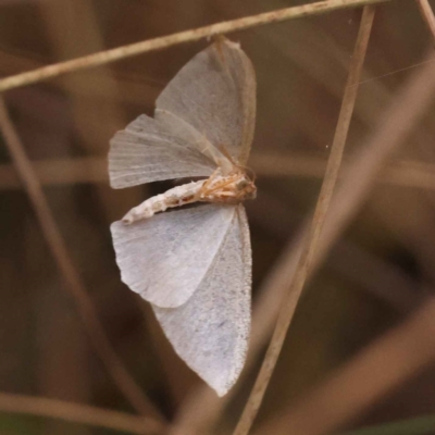 Poecilasthena (genus) (A looper moth) at Caladenia Forest, O'Connor - 2 Oct 2023 by ConBoekel