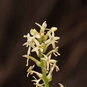 Stackhousia monogyna at O'Connor, ACT - 3 Oct 2023 09:19 AM