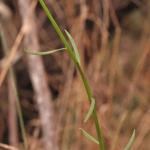 Stackhousia monogyna at O'Connor, ACT - 3 Oct 2023 09:19 AM