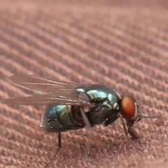 Chrysomya sp. (genus) (A green/blue blowfly) at Caladenia Forest, O'Connor - 2 Oct 2023 by ConBoekel