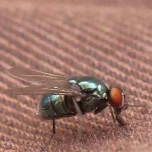 Chrysomya sp. (genus) at O'Connor, ACT - 3 Oct 2023 09:28 AM