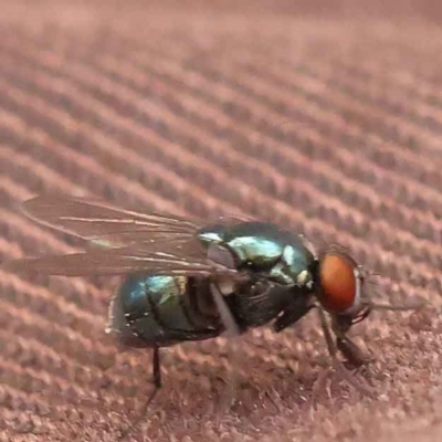 Chrysomya sp. (genus) (A green/blue blowfly) at O'Connor, ACT - 3 Oct 2023 by ConBoekel