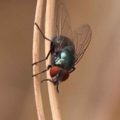 Chrysomya sp. (genus) at O'Connor, ACT - 3 Oct 2023 09:28 AM