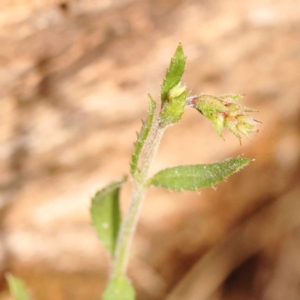 Gonocarpus tetragynus at O'Connor, ACT - 3 Oct 2023