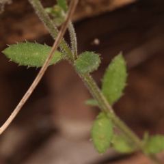 Gonocarpus tetragynus at O'Connor, ACT - 3 Oct 2023