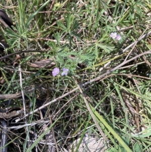 Geranium sp. at Mount Majura - 2 Oct 2023