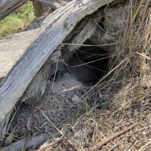 Oryctolagus cuniculus at Watson, ACT - 2 Oct 2023