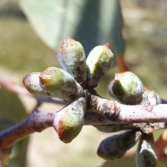 Eucalyptus pauciflora subsp. debeuzevillei (A Snow Gum) at Cotter River, ACT - 4 Oct 2023 by Steve818