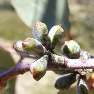 Eucalyptus pauciflora subsp. debeuzevillei (A Snow Gum) at Cotter River, ACT - 3 Oct 2023 by Steve818