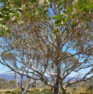 Eucalyptus pauciflora subsp. debeuzevillei at Cotter River, ACT - 4 Oct 2023