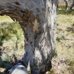 Eucalyptus pauciflora subsp. debeuzevillei at Cotter River, ACT - 4 Oct 2023 09:07 AM