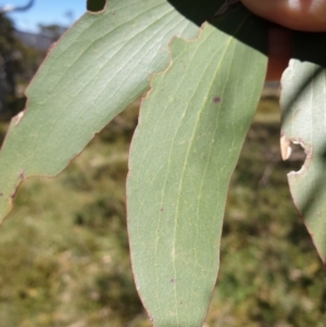 Eucalyptus pauciflora subsp. debeuzevillei at Cotter River, ACT - 4 Oct 2023 09:07 AM