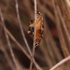 Thallarcha partita (Dark-banded Footman) at O'Connor, ACT - 2 Oct 2023 by ConBoekel